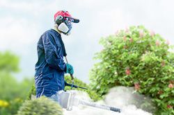 Обработка сада от паразитов - необходимые меры и их регулярность  в Перми