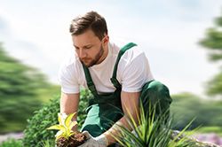 Озеленение и городское благоустройство, создание комфортной среды  в Перми
