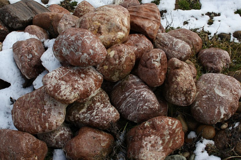 Kamenclub.ru: Розовый валунчик фр.100-300 мм.  купить в Перми крупный природный камень розовый, серый молочный красный речной галечник природный 7850 руб/т   фото КАМЕНЬ КЛУБ