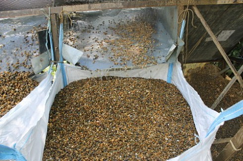 Kamenclub.ru: Галька окат (серо-желтая) фр.10-20 мм. купить  в Перми галька серо-желтая, рыжая, серый речная окатанная округлая галька 5000 руб/т   фото КАМЕНЬ КЛУБ