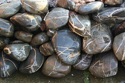 Kamenclub.ru: Валунчик Паутинник фр.100-300 мм  купить в Перми крупный природный камень галечник темно-серый с прожилками белый черный речной валунчик 5000 руб/т   фото КАМЕНЬ КЛУБ