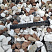 Kamenclub.ru: Мраморная крошка (щебень крошка микс : белый-черный-розовый) фр. 20-40 мм.  купить в Перми мрамор белый, черный, розовый декоративная ландшафтная крошка 12000 руб/т   фото КАМЕНЬ КЛУБ
