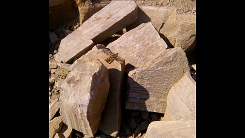 Kamenclub.ru: Песчаник пластушка желтый с рисунком (4-6 см)  купить в Перми плитняк пластушка желтый с рисунком песчаник 9 000 руб/м3   фото КАМЕНЬ КЛУБ