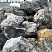 Kamenclub.ru: Черный гранит - кварцит фр. 500-1000 мм.  купить в Перми гранит кварцит черный серый белый скальный колотый валун 9750 руб/т   фото КАМЕНЬ КЛУБ