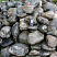 Kamenclub.ru: Валунчик Паутинник фр.100-300 мм  купить в Перми крупный природный камень галечник темно-серый с прожилками белый черный речной валунчик 5000 руб/т   фото КАМЕНЬ КЛУБ
