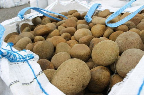 Kamenclub.ru: Песчаник ядра, фр. 100-300 мм  купить в Перми песчаник бежевый серый рыжий речная галька 5 000 руб/т   фото КАМЕНЬ КЛУБ