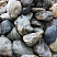 Kamenclub.ru: Речной валун Кабанчик фр.300-500 мм.  купить в Перми крупный природный камень галька серый, темно-серый речной валун галечник масштабный 7000 руб/т   фото КАМЕНЬ КЛУБ