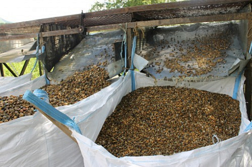 Kamenclub.ru: Галька окат (серо-желтая) фр.10-20 мм. купить  в Перми галька серо-желтая, рыжая, серый речная окатанная округлая галька 5000 руб/т   фото КАМЕНЬ КЛУБ