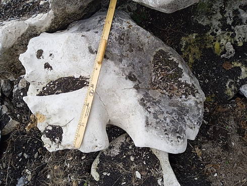 Kamenclub.ru: Выветренный известняк (степной) фр. 500-1500 мм.  купить в Перми    10000 руб/т   фото КАМЕНЬ КЛУБ