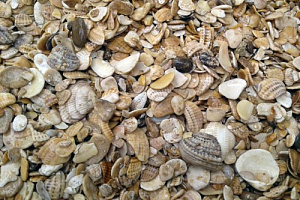 Морская ракушка фр. 5-20 мм  купить в Перми фото Камень Клуб